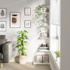 Modern Whimsical 5 Shelf Corner Bookcase Stand White Wood Finish